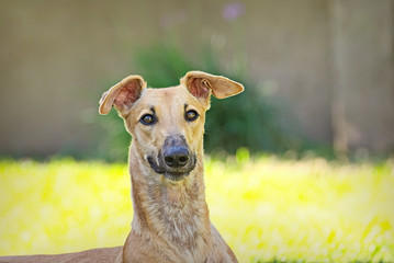 Cute brown greyhound portrait