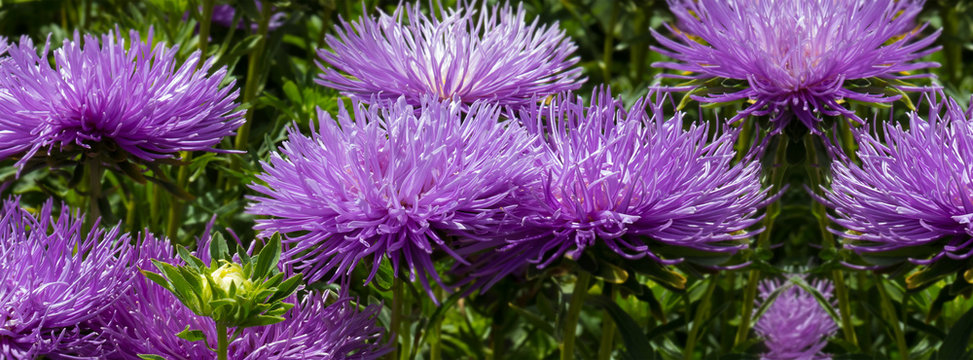 Fototapeta  banner lush fresh purple flowers asters