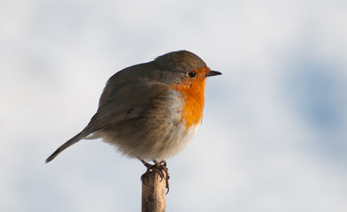 Robin