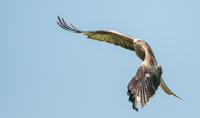 Red Kite