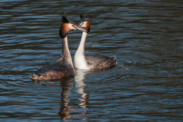 Great Crested Grebe