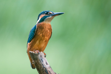 Kingfisher