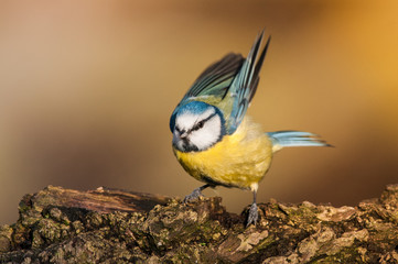 Blue Tit