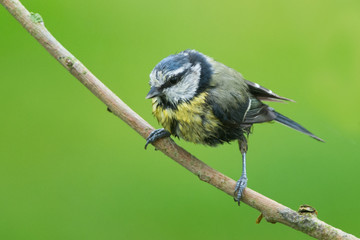 Soggy Blue Tit