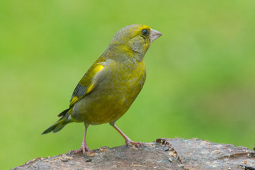 Greenfinch