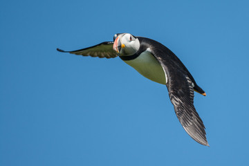 Puffin in flight