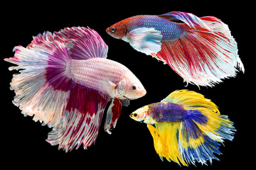 Capture the moving moment of white siamese fighting fish isolate