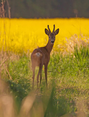 Roe deer (Capreolus capreolus).