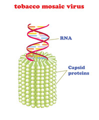 Tobacco mosaic virus with RNA isolated. Schematic vector model of tobacco mosaic virus.  first virus to ever be discovered and key to gene therapy.