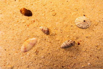 Sand with rocks and shells. From The Turks and Caicos Islands, Caribbean.