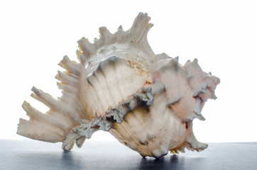 Obraz premium Purpurschnecke