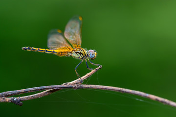 Beautiful dragonfly on branch with green background.