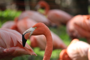 Flamingo with blurred background
