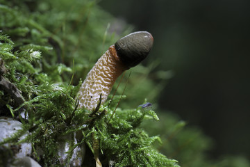 Pilz