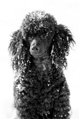 Black Poodle in snow