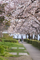 桜の並木道（等々力緑地・神奈川県川崎市）