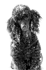 Black Poodle in snow