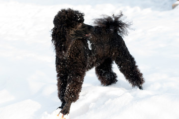 Black Poodle in snow