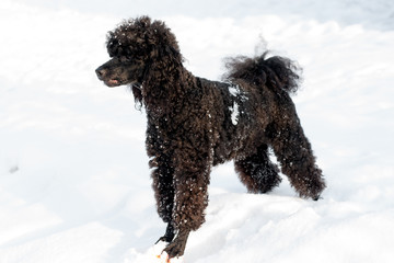 Black Poodle in snow