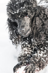 Black Poodle in snow with red Ball