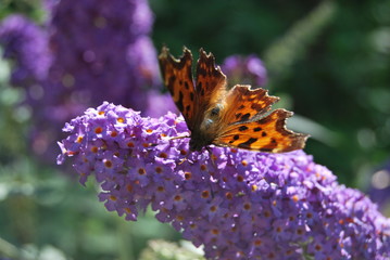 Sommerflieder mit Falter