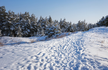 Spruces covered with hoarfrost and snow. Winter forest