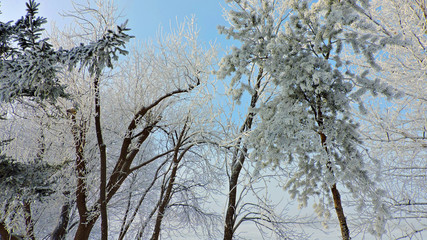 frosty trees