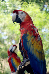 Two young Psittacidae bird from the parrot family from  tropical and subtropical zone..