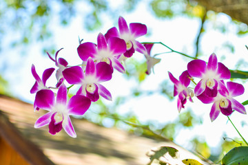 Fototapeta na wymiar Closeup pink orchid flower blooming