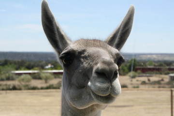 Obraz premium Llama primer plano