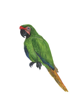 watercolor painting parrot
