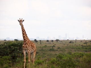 ナイロビナショナルパークでのキリン