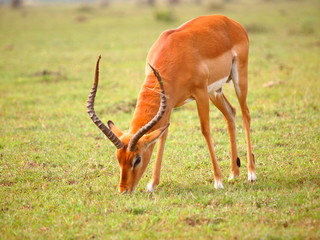 トムソンガゼルの食事