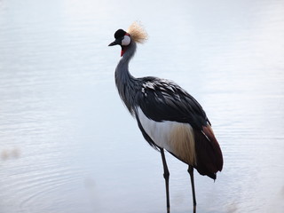 美しいホオジロカンムリヅル