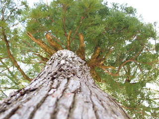 A wonderful tree trunk
