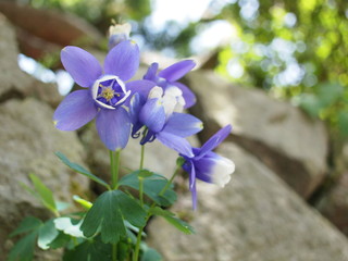 Purple flowers from Stone wall