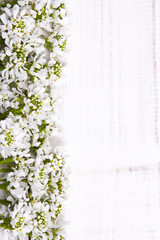 white flowers frame on white wooden background
