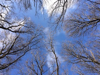 vereiste Baumkronen unter blauem Himmel