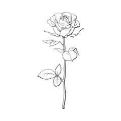 Naklejka premium Głęboki kontur róży kwiat z zielonymi liśćmi, szkic styl wektor ilustracja na białym tle. Realistyczny rysunek odręczny otwartej róży, symbol miłości, element dekoracji