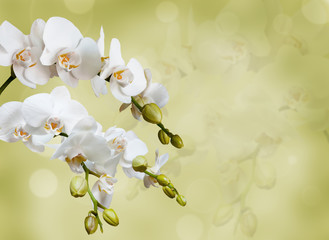 Beautiful white orchid