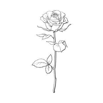 Beautiful black and white rose. Sketch style monochrome flowers  illustration. Blossom texture, Art Print | Barewalls Posters & Prints |  bwc70801886