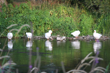 Five white ducks n the river bank