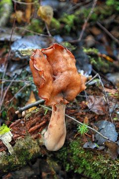 Gyromitra infula commonly known as the hooded false morel or the