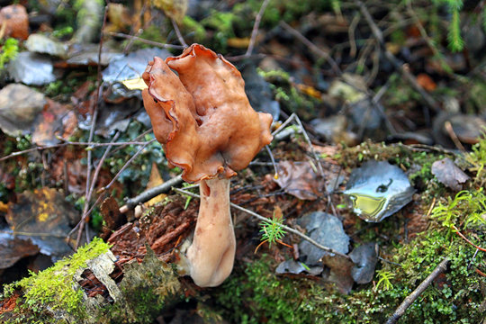 Gyromitra infula commonly known as the hooded false morel or the