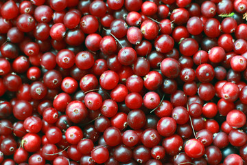 texture of natural ripe red cranberries collected in the swamp c