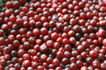 texture of natural ripe red cranberries collected in the swamp c