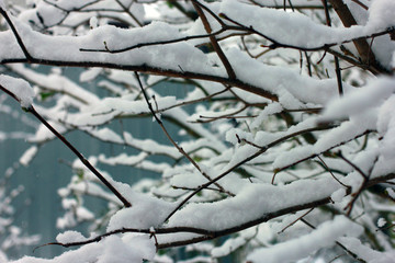 snow-covered branches of trees in the snow in winter