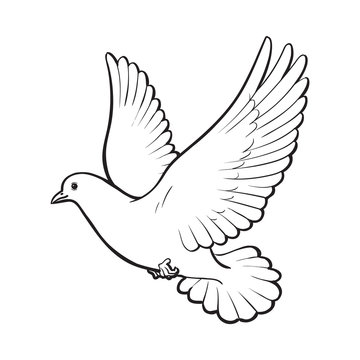 Free flying white dove, sketch style vector illustration isolated on white background. Realistic hand drawing of white dove, pigeon flapping wings, symbol of love, romance and innocence, marriage icon