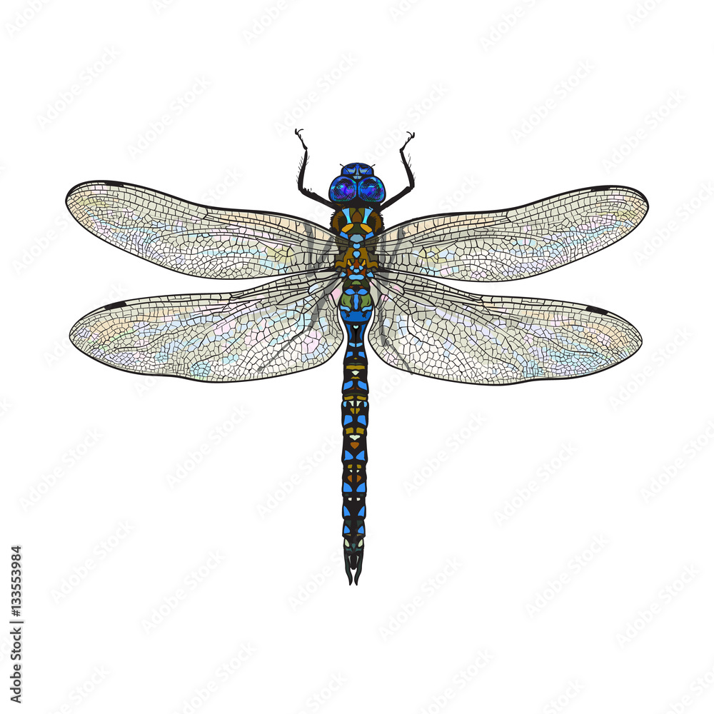 Wall mural top view of blue dragonfly with transparent wings, sketch illustration isolated on white background.