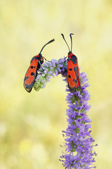 Bloodword burnet moth (Zygaena laeta)